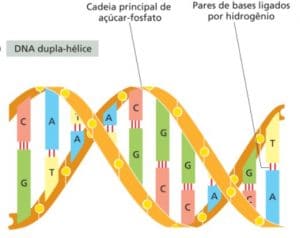 Estrutura do DNA