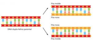 Replicação de DNA